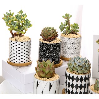 Ceramic Flower Pot Nordic Colored Patterned Ceramic Pot Creative Personality Simple Pots Ins Style