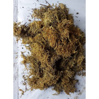 PURE DRIED GREEN MOSS REPACKED