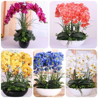 Ready stock 100 pcs Phalaenopsis Seeds Butterfly Orchids Flower Perennial Flowering Blooming Plants