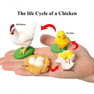 Science Toy Simulation Animals Biology Action Figures Growth Cycle Model Butterfly Growth Cycle Kids Toy Spider Insect Animals Chicken Teaching Material Life Cycle Figurine