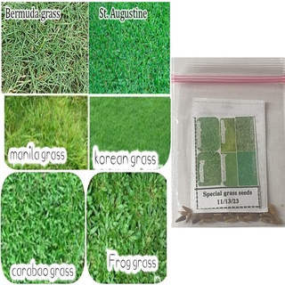 ✅ Special grass seeds Good quality✅