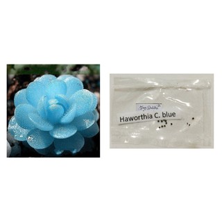 blue haworthia cooperi succulent lithops cactus seeds