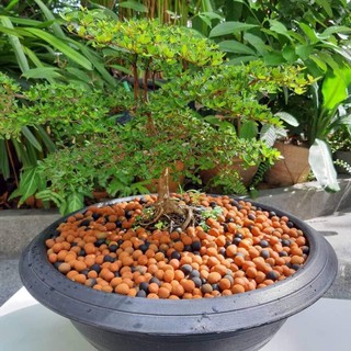 Colored Clay Pebbles for Plants 1 kg 10-12mm (Made in Thailand)