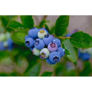 【Seeds's house】 10Pcs Blueberry SEEDS - Canada’s Saguenay Lac St-Jean Wild Blueberries Abundance Low (5)