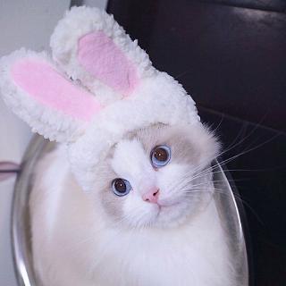 Pet Hat Rabbit Ears Cat Bandana Cute Rabbit Hat Cat Headdress