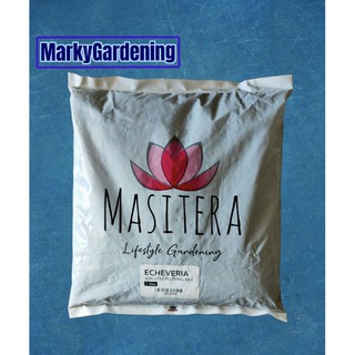 Masitera Echeveria Soil -less Potting Mix