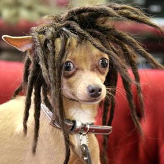 Hair AccessoriesTrendy Dog Pet Headdress Pet Wig Dog High-Temperature Fiber Hot Dyed Wig Goat Braid