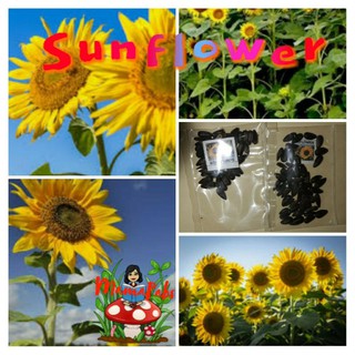 MamaPabs Repacked Sunflower Seeds