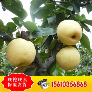 A Large Number of Wholesale Sales of Various Varieties Pear Seedlings Yellow Pear Sapling Yellow Gem