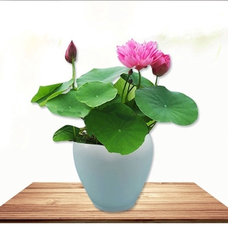 【Seeds's house】10Pcs/Bag Lotus Water Lily Bonsai Seed Garden Hobbies Multiple Colour (5)