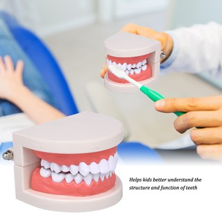 Standard Tooth Teaching Giant Dental Dentist Teeth Model Child Kidtraining Model Disease Teeth Educa