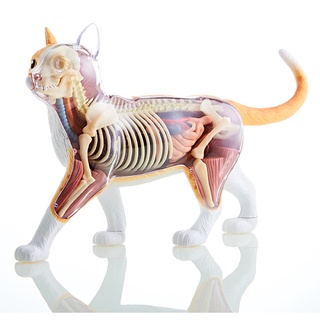 4D Vision THE DISSECTED CAT Funny ANATOMY MODEL Medical Human Skull Skeleton Anatomical Model