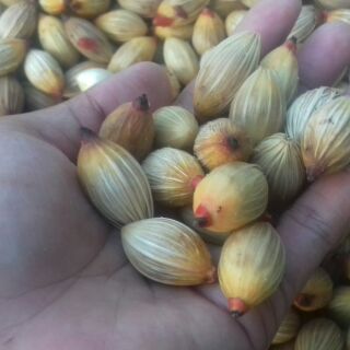 Betel nuts, 50pcs seednuts (1)