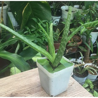 Aloe Vera Plant - 2 pcs. medium size