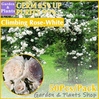 Climbing Rose Seeds Rosa Multiflora Perennial Fragrant Garden Plant Multiflora Flower Seed
