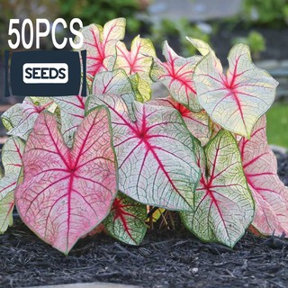 50PCS Rare Plant Thailand Caladium Bicolor Seeds Bonsai Plant Seeds - Mixed seeds W009