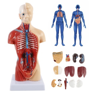 Human Torso Body 4D Anatomical Assembly Model Educational Toys Anatomical Medical Internal Organs Sk