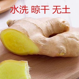 Ginger☋ↂShandong specialty dried ginger bulk ginger seasoning fresh ginger ginger vegetables rhubarb