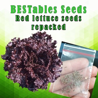 Approx 90-110 pcs Red Lettuce seeds - Repack