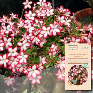 Star Petal Red WhiteDesert Rose Seeds,Adenium Obesum Seeds – Variety#215