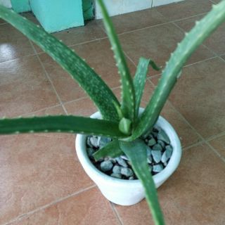 Aloe Vera Plant (Live Plant)