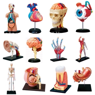 Educational Assembled 4d Human Master Body Skeleton Anatomy Skull Manikin Heart Ear Model Puzzle Medical Science Toys (1)