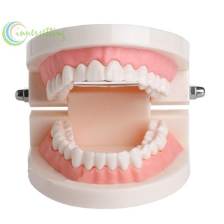 Innersetting model Standard Tooth Teaching Giant Dentist Teeth Child training model