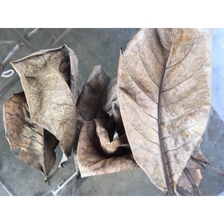 Sunbaked Indian Almond Leaves/Talisay Leaves
