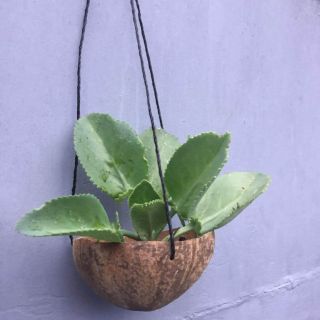 Hanging Pots made of Coconut Shells