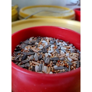bird feed✗Cockatiel Seeds Mix for Complete Diet of Cockatiels 300 Grams