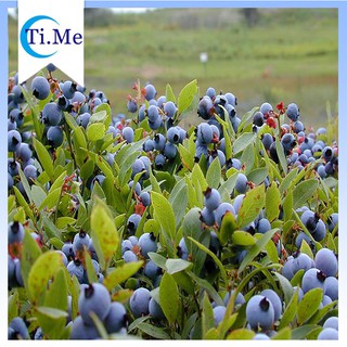 10 PCS Northern High Bush Blueberry Plant Seeds Packet, Juicy Berry Vaccinium Corymbosum Fruit Seeds (1)