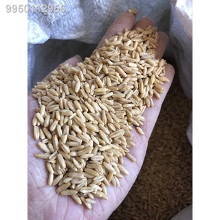 ℡Oat Groats repacked 1/2 and 1 kg