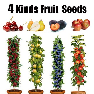 4 Kinds of Potted Fruit Tree Seeds for Garden Cherry Sylvia/Black Amber Plum/Apple Braeburn/Pear