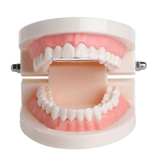 Dental model Standard Tooth Teaching Giant Dental Dentist Teeth Child training model