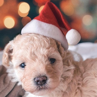 Christmas Pet Santa Hat Puppy Cat Dog Hat Xmas Costume Ornaments (7)