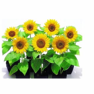 20pcs mini sunflower seeds Dwarf sunflower seeds sunflower Flower Seeds