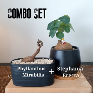 Stephania erecta(4-5cm) & Phyllanthus Mirabilis (small 3-4cm) Duo combo set