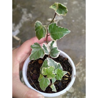 variagated ivy indoor plant