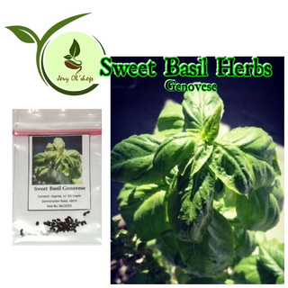 Sweet Basil Herb 50-100 Seeds