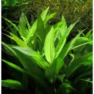 Hygrophila "Stricta" low tech submerged and emersed aquatic plant for aquariums and ponds