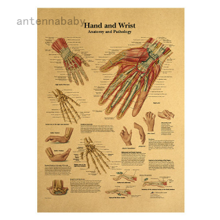 the human body Hands and wrists Structure HD Vintage Paper Poster