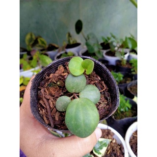 peperomia hope plant