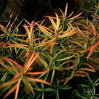 Ludwigia Arcuata -8pcs (Aquatic Plant)