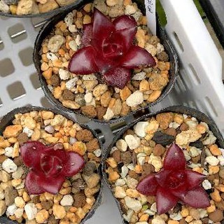 Shiny Red Romeo Rubin Echeveria Agavoides seeds by Succulent Nova