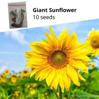 Giant Sunflower | Flower Seeds