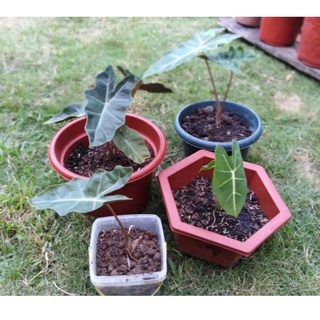 Alocasia Varieties Uprooted Live Plants
