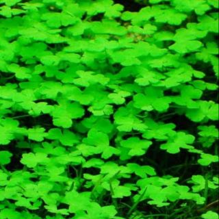 Hydrocotyle Tripartita aquatic carpet plant for aquariums and ponds