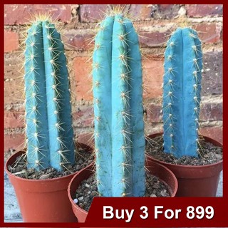 Pilosocereus Pachycladus Blue Cactus Blue Candle Cactus Blue Columns 1Pc 10-13 Cm Live Home Flower G