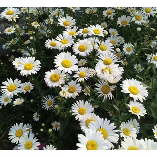【COD】Flower seeds-20pcs beautiful Shasta Daisy flower seeds