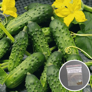 Pipino / Cucumber Seeds - Chicago Pickling Seeds